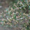 Mountain Mahogany #2 - Image 3